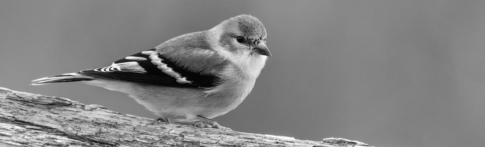 Greyscale Bird on Limb